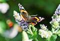 'We must act now' says charity after worrying drop in butterfly numbers 