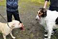 PICTURE SPECIAL: Charity dog show has many turn up for the 'pupular' event in Wick