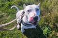 Deaf dog with cropped ears learning sign language to help her find new home