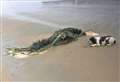 Two in a tangle at Dunnet beach