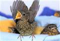 Animal charity receives multiple reports of baby birds in need 