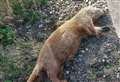 Was Papigoe otter a road casualty? 