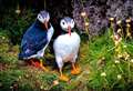 It’s a good time to see puffins along the Caithness coast, says local touring company