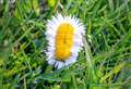 Mutant daisy found at Thurso golf course