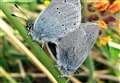 Launch of Highland Nature bodes well for Caithness bees and butterflies 