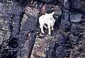 Brave women save lamb stuck on Stroma cliff 