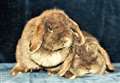 PETS OF THE WEEK – can you give a home to these rabbits? 