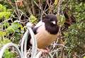 PICTURES: Panic at the feeder as rare bird visits Thurso garden 