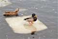 Ducking and diving on Wick river ice floe