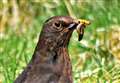 Farmers invited to get involved in Big Bird Count 