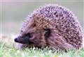 How to guide to helping hedgehogs in Caithness this spring – Help stop their plummeting numbers