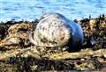 Advice if you find a seal on a Caithness beach