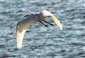 PICTURES: Rare sighting of great white egrets around Yarrows loch in Caithness