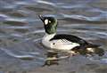 Worrying decline in wintering waterbirds 