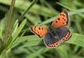 Have you a special butterfly species in your garden? 