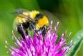 WATCH: Conservationist discovers one of the UK’s rarest bumblebees near John O'Groats