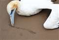 After devastating avian flu outbreak around Caithness coast last year seabirds return in lower numbers across the country