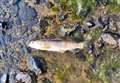 'Loads of dead fish' at Mill Lade near Wick 