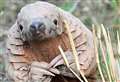 Natalie's bid to save pangolins