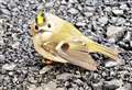 Miss Crow flying high after saving tiny bird 