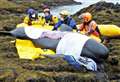 North Highland Initiative funded training course will help save marine mammals 