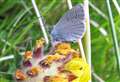 Caithness group helps conserve rare butterfly