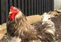 Puffin Croft hen transitions sex to become a rooster and fathers chicks