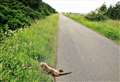 Dead otter at Sibster could have been female with cubs – drivers urged to be aware of wildlife on roads 