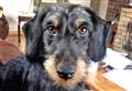 Dachshund reunited with owner after seven days lost in Lairg forest