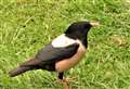 Rosy starlings come to Wick now 