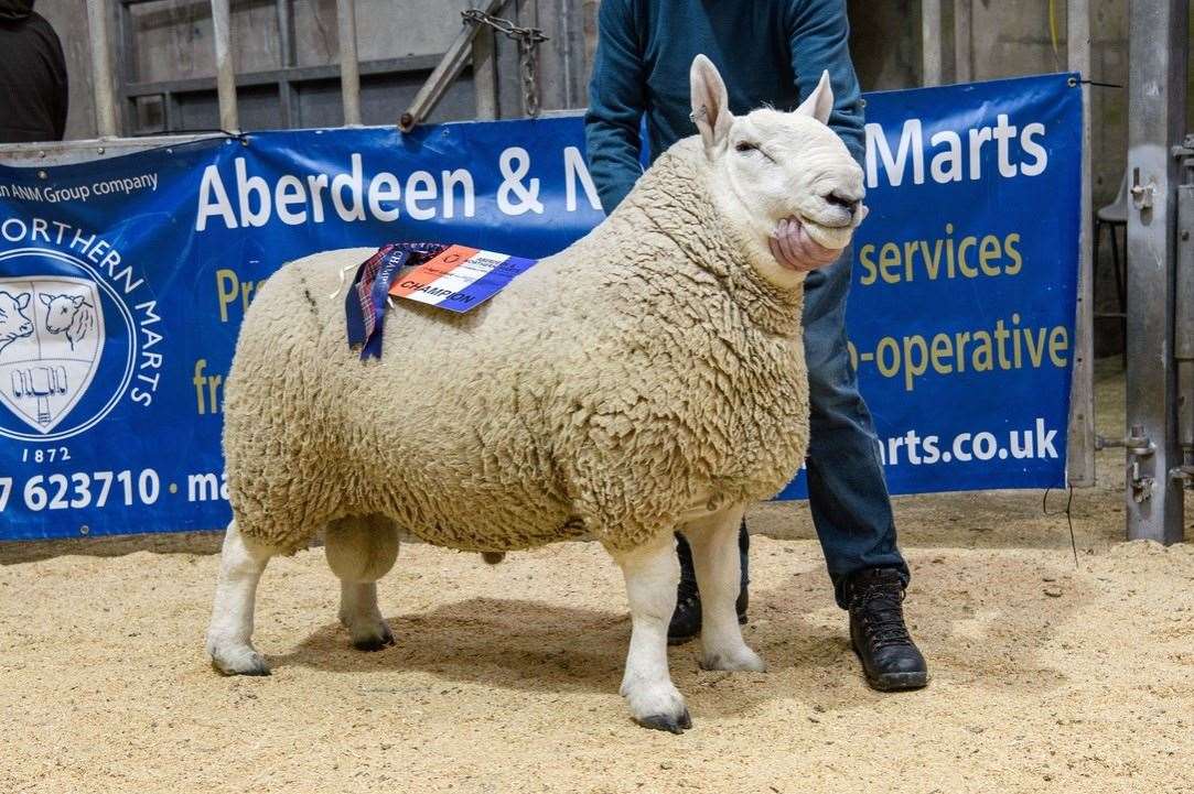 The Cheviot champion Biggins Dictator, from J & W Mackay, Biggins. Picture: Angus Mackay Photography