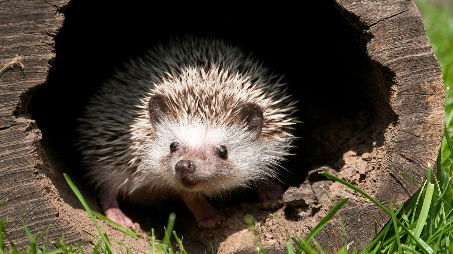Support hedgehogs through the colder months.