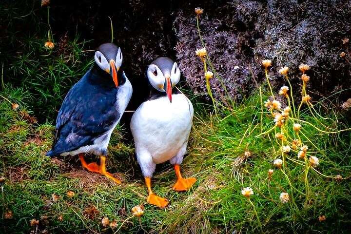 There are special puffin tours with guaranteed sightings. Picture: Seawolf Wildlife Tours