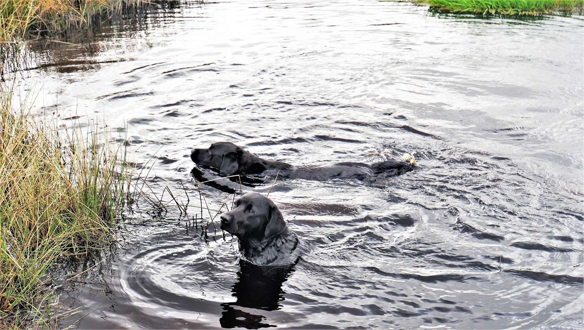 Many people have drowned trying to save their dogs swimming in reservoirs. Picture: DGS