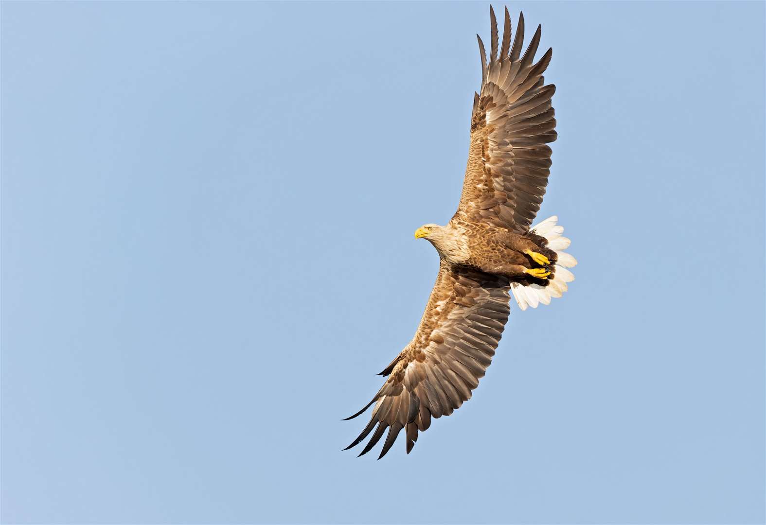 White-tailed eagles have targeted lambs.